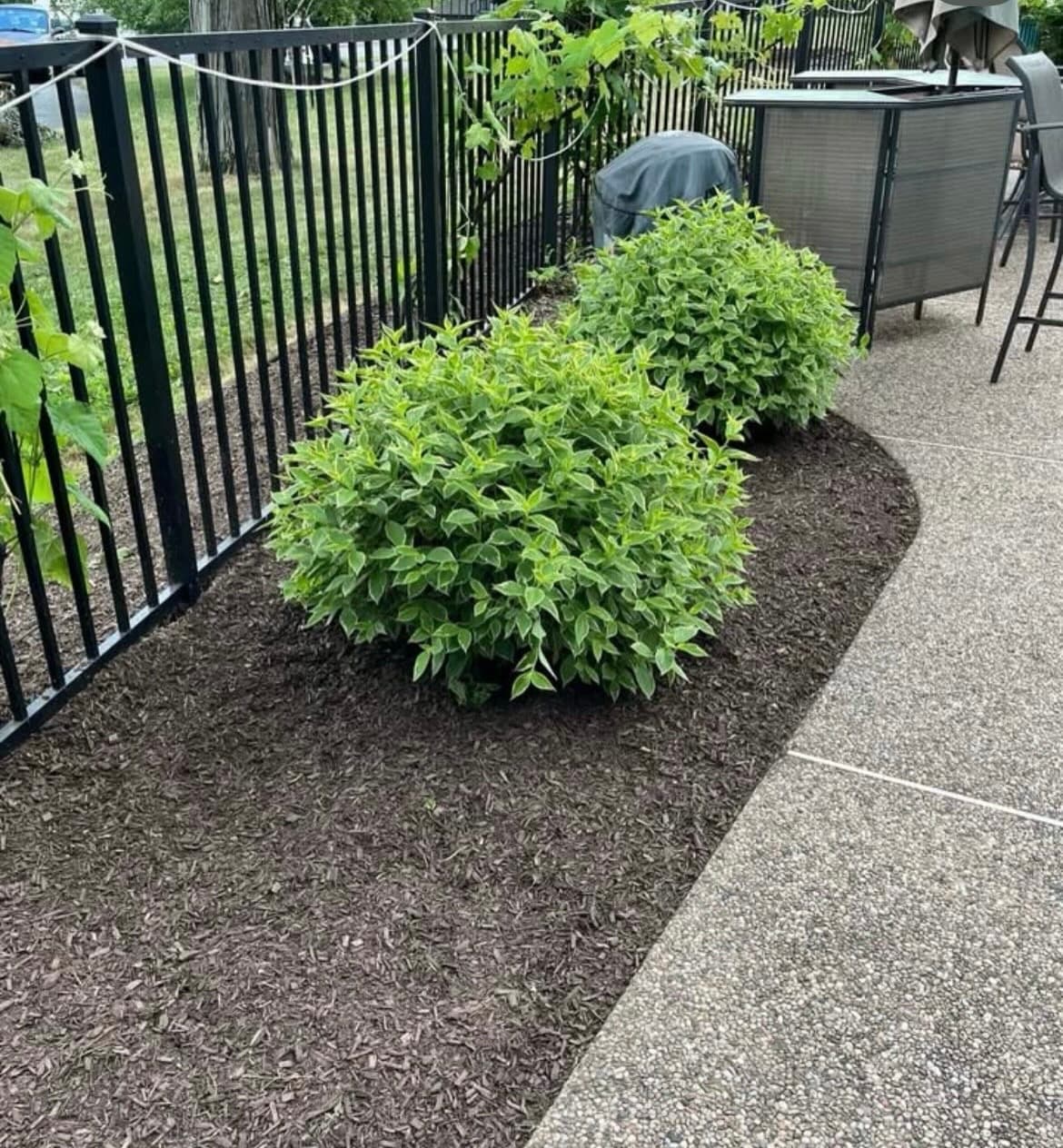 Two green shrubs in a dark mulched garden bed along a black metal fence.